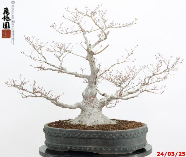 Acer palmatum - immagine 10