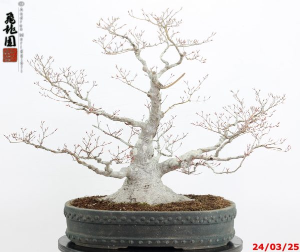 Acer palmatum - immagine 11