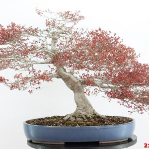 Acer palmatum kashima
