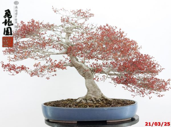 Acer palmatum kashima