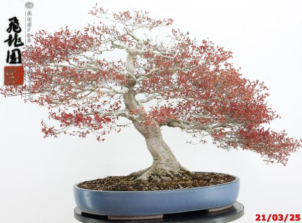 Acer palmatum kashima - immagine 2