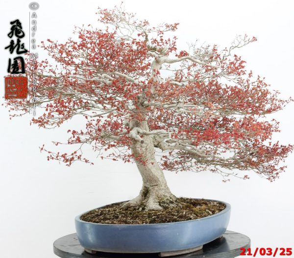 Acer palmatum kashima - immagine 3