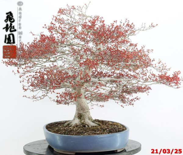 Acer palmatum kashima - immagine 4