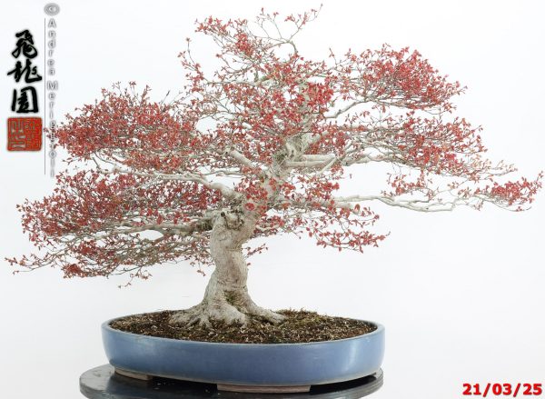 Acer palmatum kashima - immagine 5