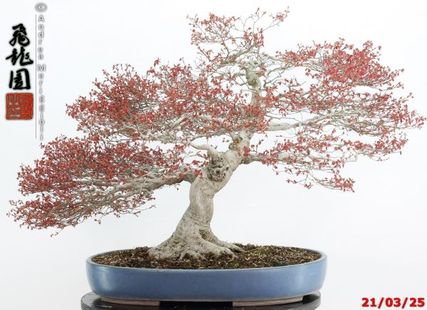 Acer palmatum kashima - immagine 6