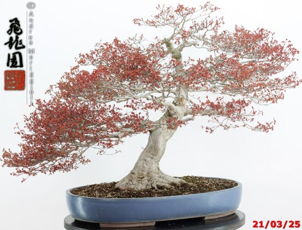 Acer palmatum kashima - immagine 7