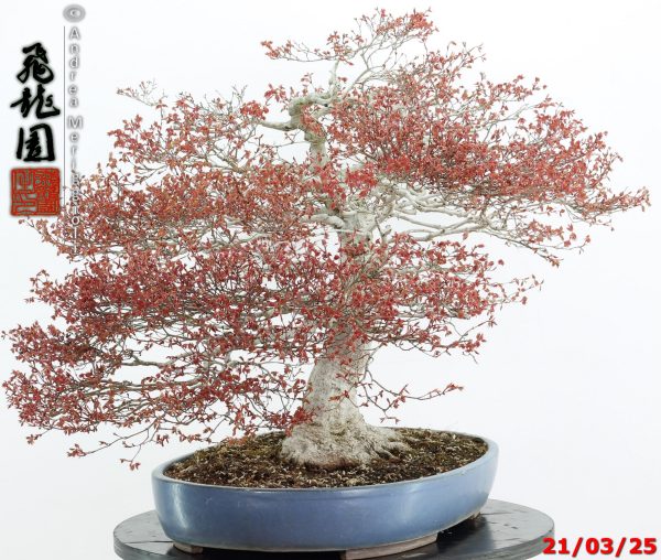 Acer palmatum kashima - immagine 8