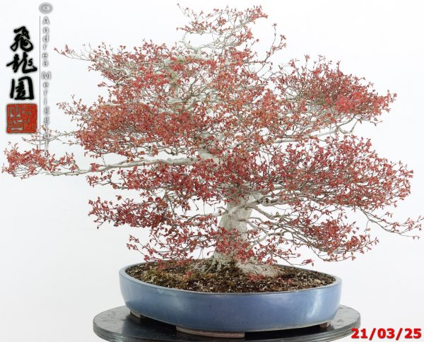 Acer palmatum kashima - immagine 9