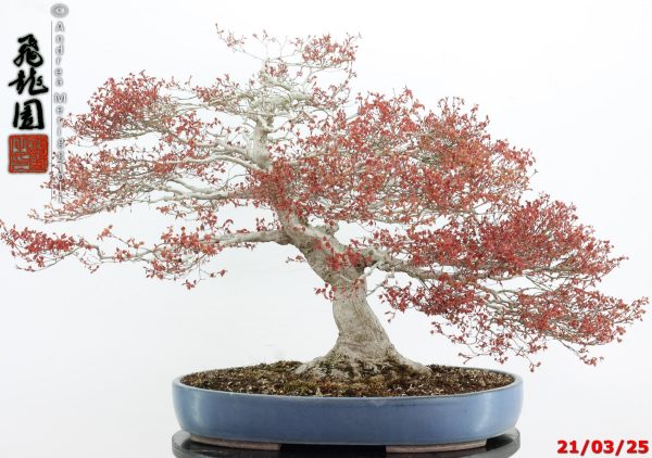 Acer palmatum kashima - immagine 10