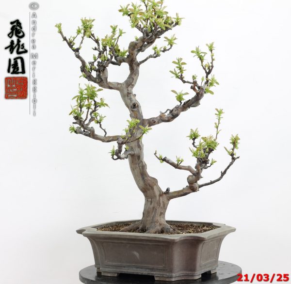 Pseudocydonia sinensis - immagine 2