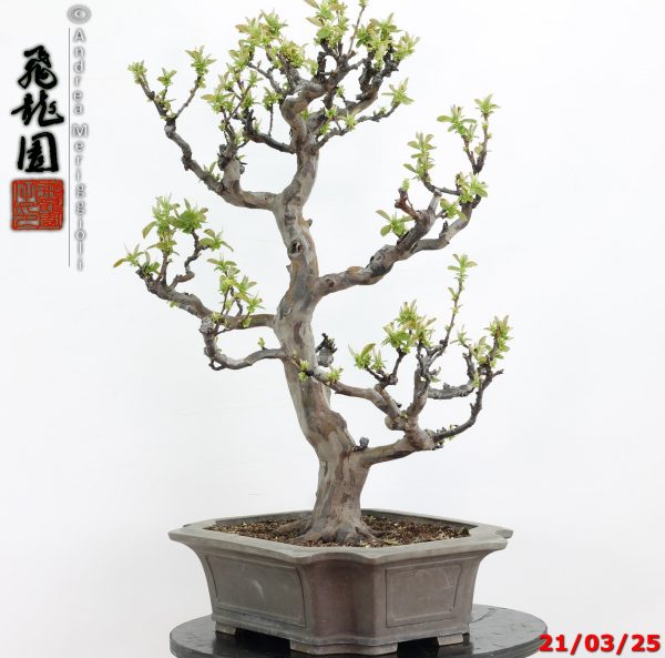 Pseudocydonia sinensis - immagine 3