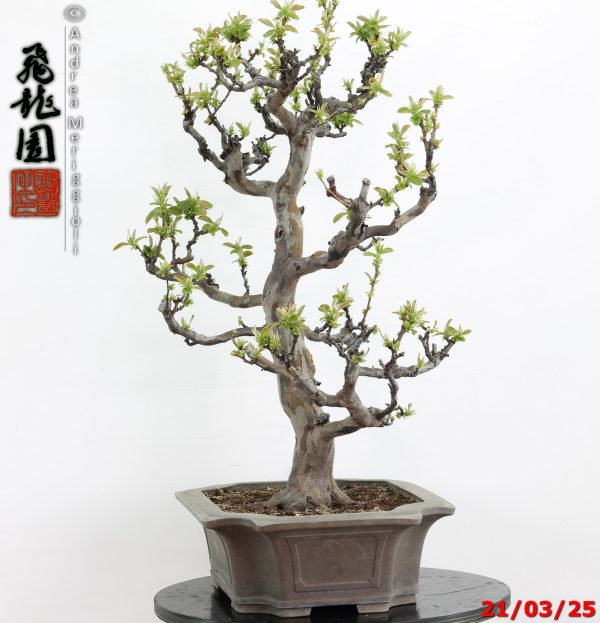 Pseudocydonia sinensis - immagine 4