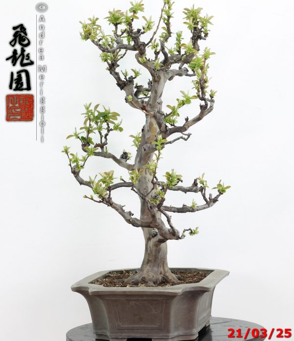 Pseudocydonia sinensis - immagine 5