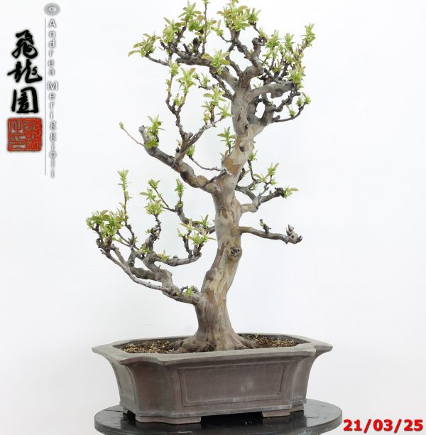Pseudocydonia sinensis - immagine 7