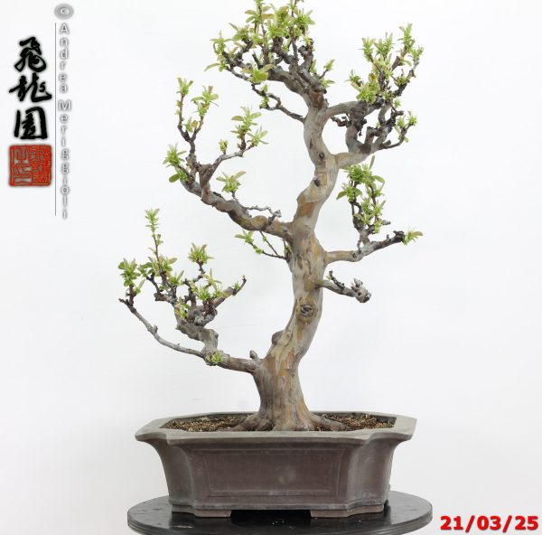 Pseudocydonia sinensis - immagine 8