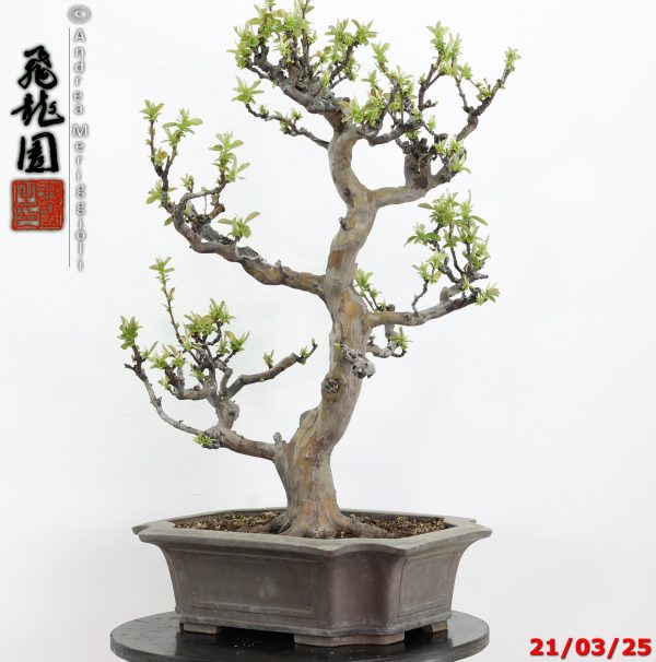Pseudocydonia sinensis - immagine 9