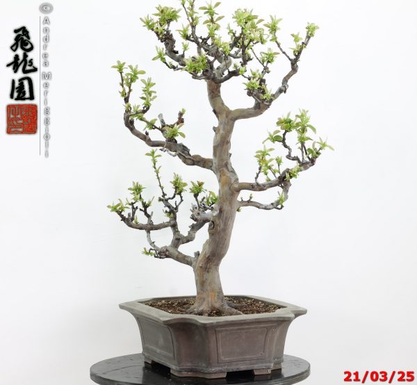 Pseudocydonia sinensis - immagine 10