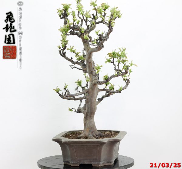 Pseudocydonia sinensis - immagine 11