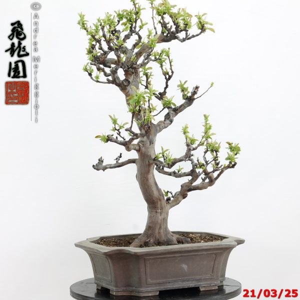 Pseudocydonia sinensis - immagine 12