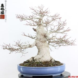 Acer palmatum