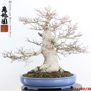 Acer palmatum