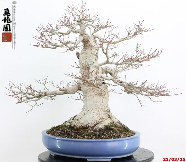 Acer palmatum - Image 9