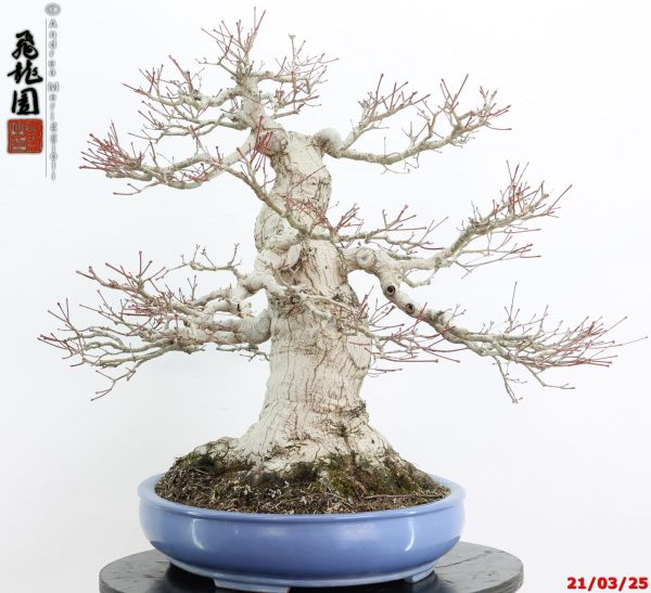 Acer palmatum - Image 10