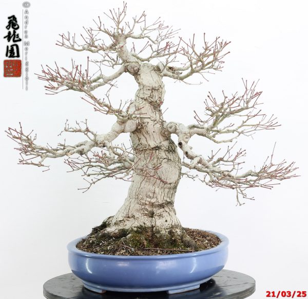 Acer palmatum - Image 7