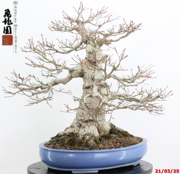 Acer palmatum - Image 6