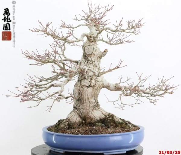 Acer palmatum - Image 4