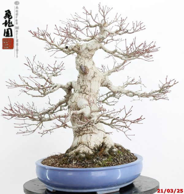 Acer palmatum - Image 2