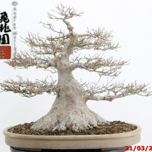 Acer buergerianum