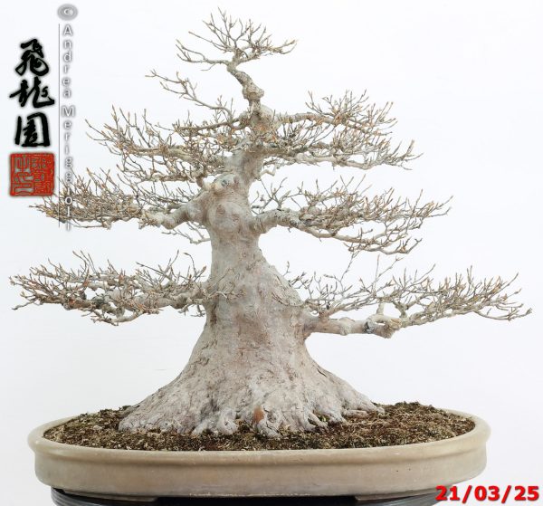 Acer buergerianum