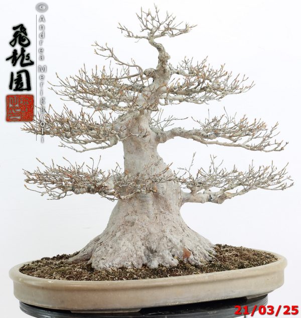 Acer buergerianum - immagine 2