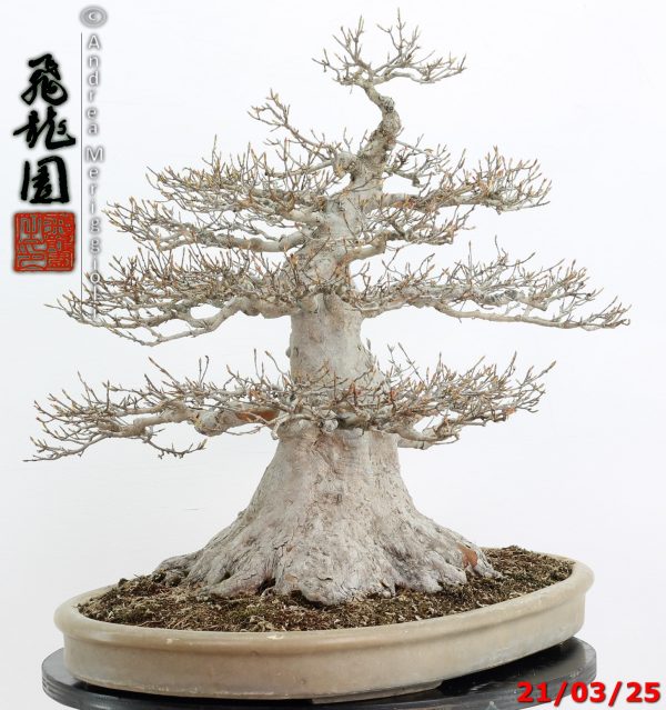 Acer buergerianum - immagine 3