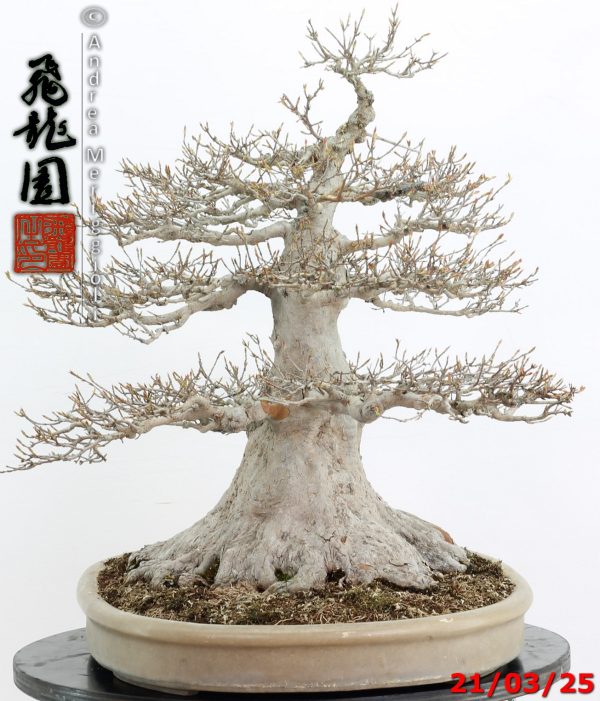Acer buergerianum - immagine 4