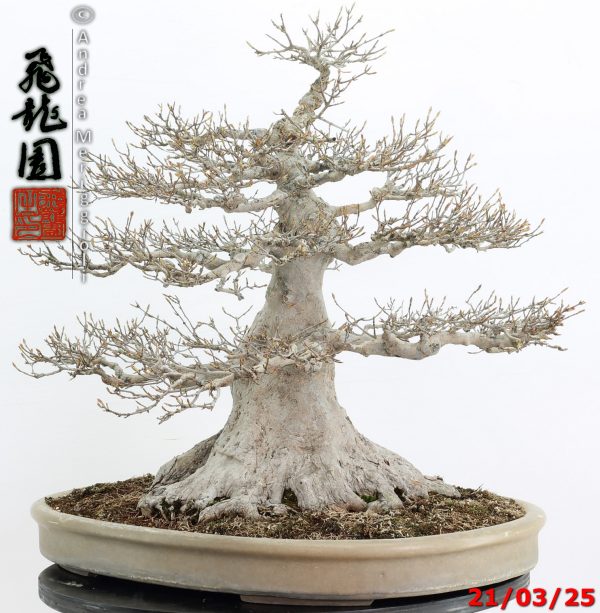 Acer buergerianum - immagine 5