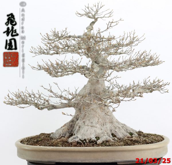 Acer buergerianum - immagine 6