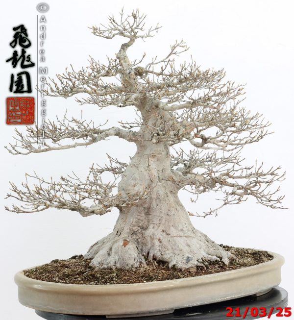 Acer buergerianum - immagine 8