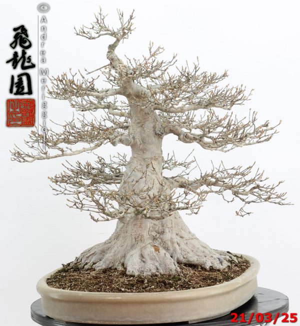 Acer buergerianum - immagine 9