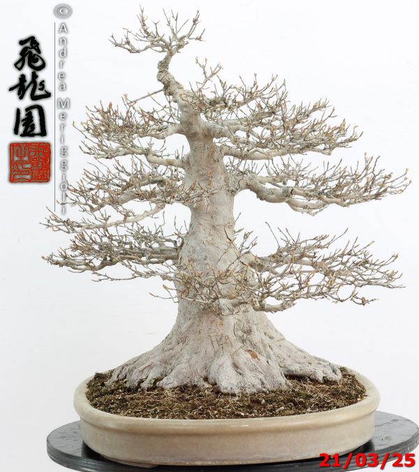 Acer buergerianum - immagine 10
