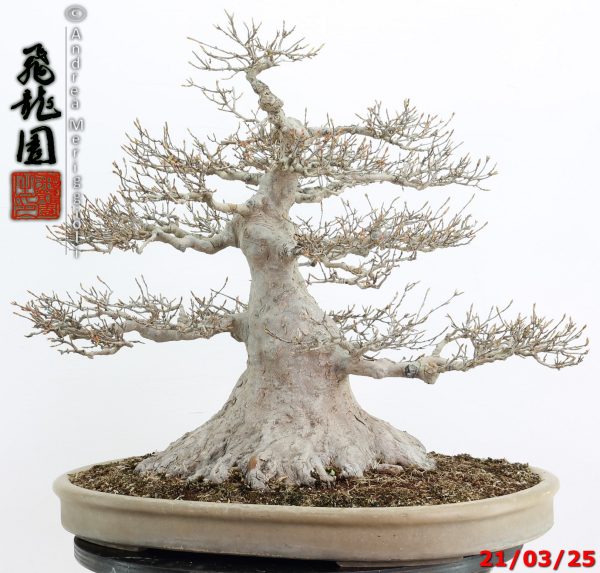Acer buergerianum - immagine 11