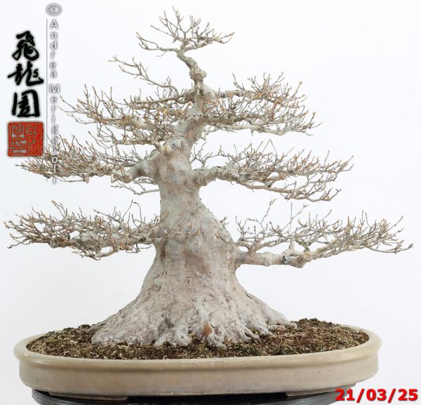 Acer buergerianum - immagine 12
