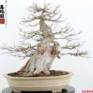 Acer buergerianum