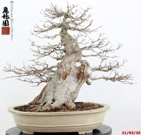 Acer buergerianum