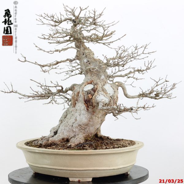 Acer buergerianum - immagine 2