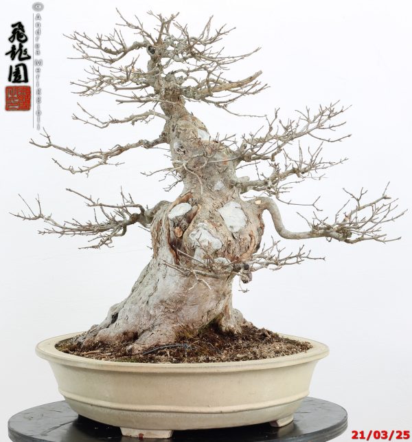 Acer buergerianum - immagine 3