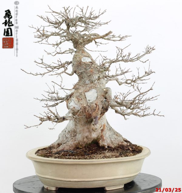 Acer buergerianum - immagine 4