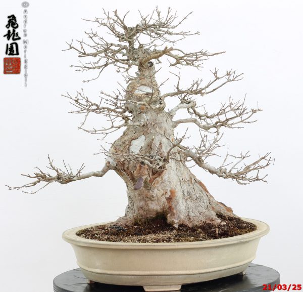 Acer buergerianum - immagine 5