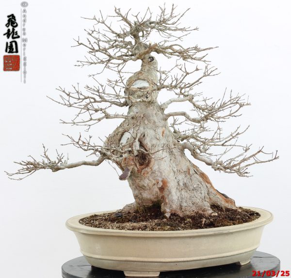 Acer buergerianum - immagine 6